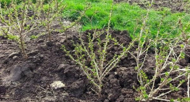 Kdy můžete angrešt přesadit na nové místo, na jaře nebo na podzim a jak správně